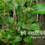 Akkal kadha medicinal Plant
