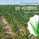 Aloe Vera Mediational Plantation satish Kanwade article