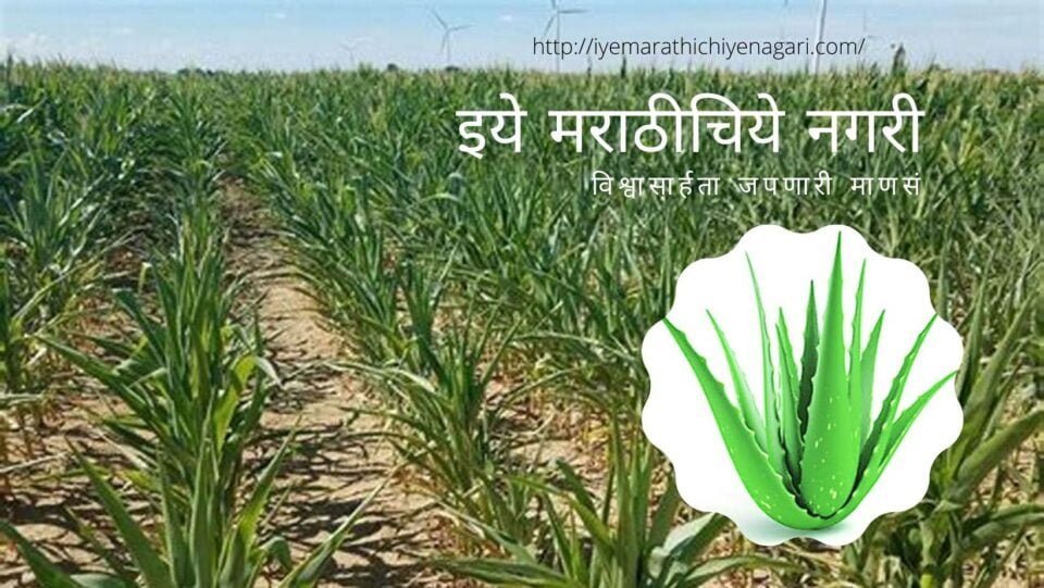 Aloe Vera Mediational Plantation satish Kanwade article