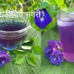 Benefits of Butterfly pea Gokarana Flower and Tea