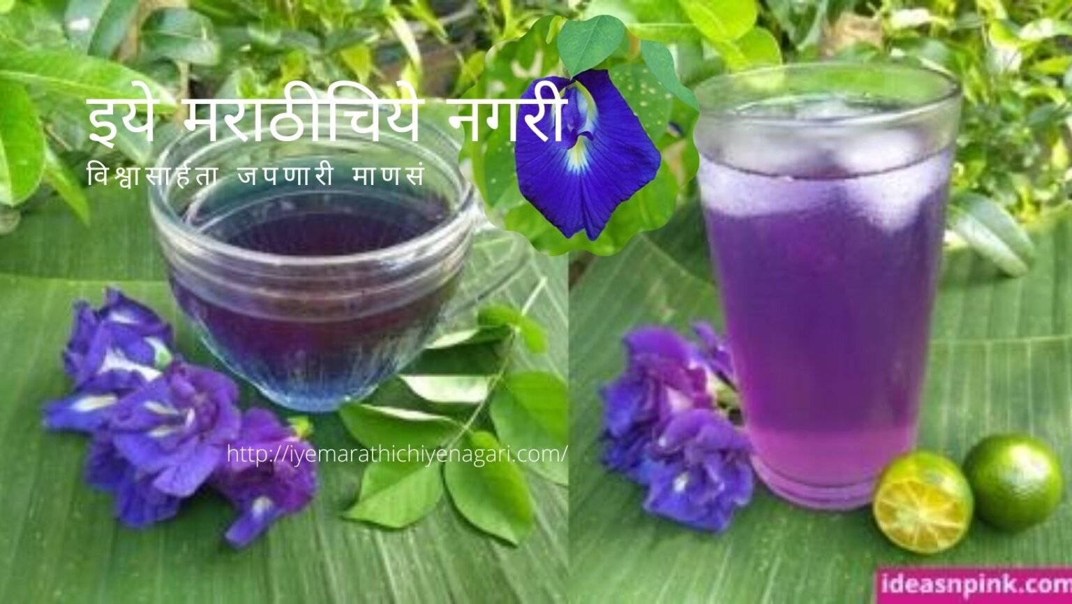 Benefits of Butterfly pea Gokarana Flower and Tea