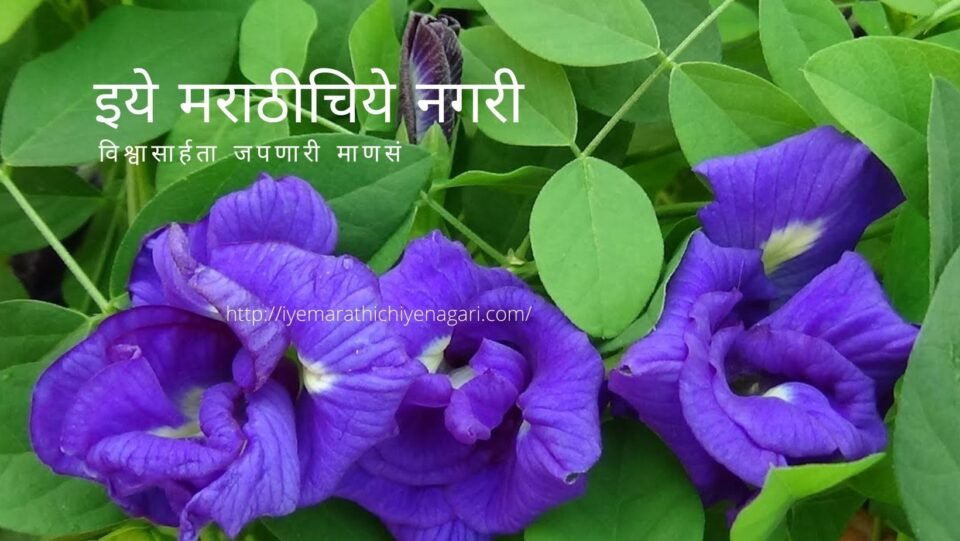 Clitoria ternatea Gokarn Medicinal Plant