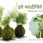How to Prepare Kokedama Gardening skills