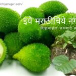 Kartoli Medicinal Plant article by Satish Kanwade