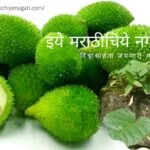 Kartoli Medicinal Plant article by Satish Kanwade