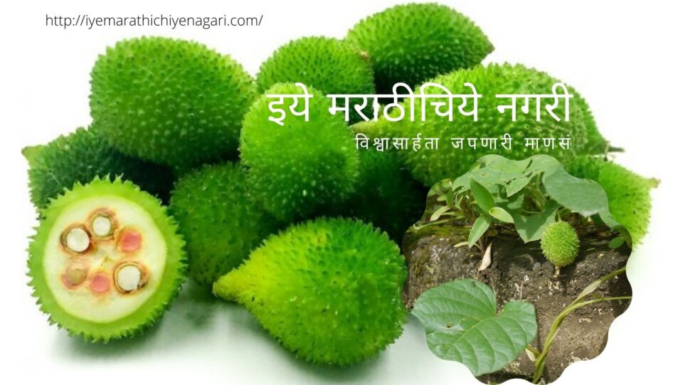 Kartoli Medicinal Plant article by Satish Kanwade