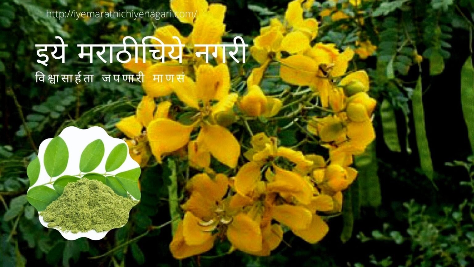 Sonamukhi Medicinal Plant