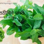 Tips To Grow Green And aromatic Pudina
