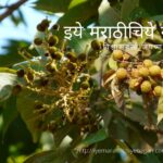 medicinal-plant-ritha soap berry family