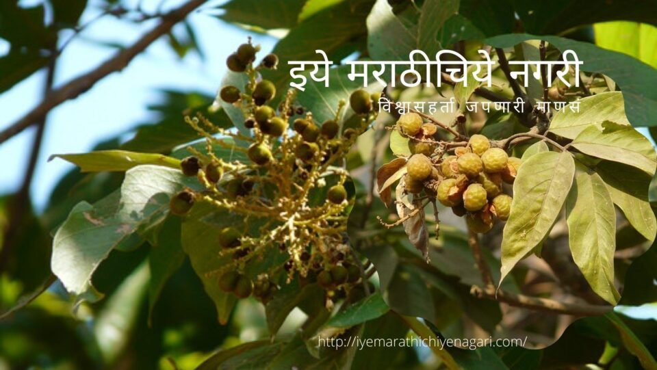 medicinal-plant-ritha soap berry family