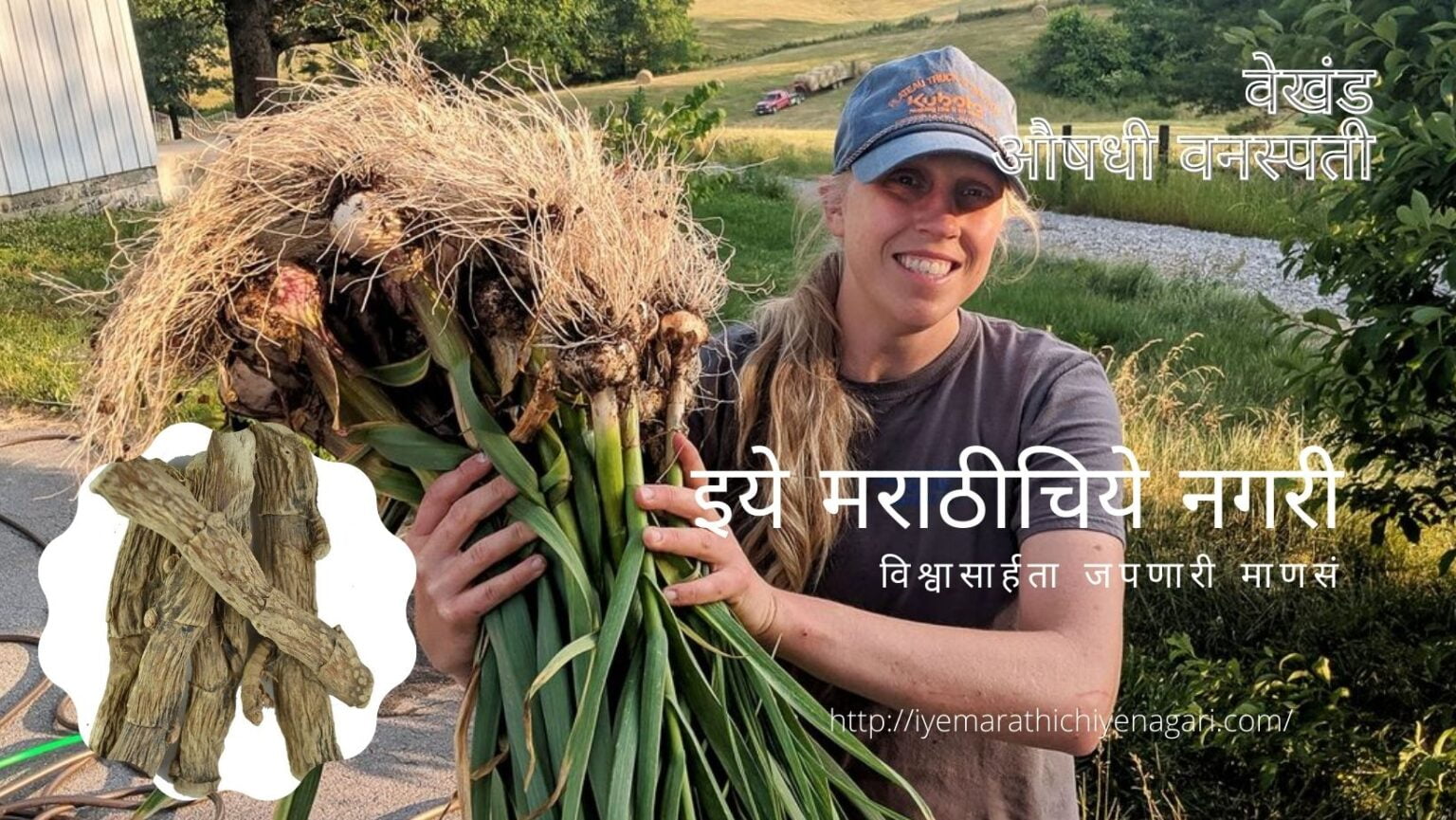 vekhand-medicinal-plant Acorus Calamus