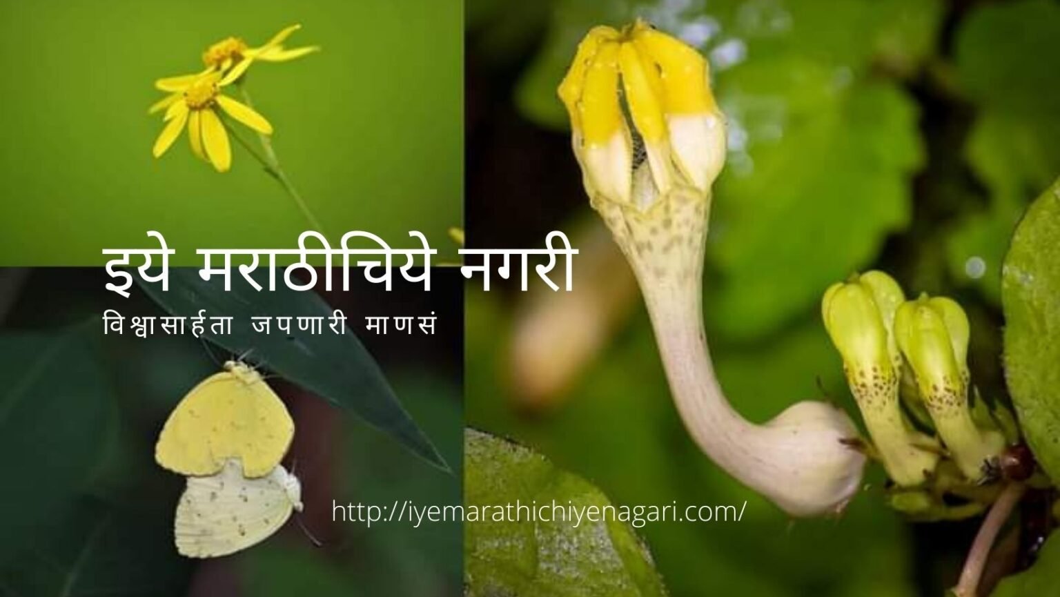 Biodiversity in Yellow Theme By Pratik More i