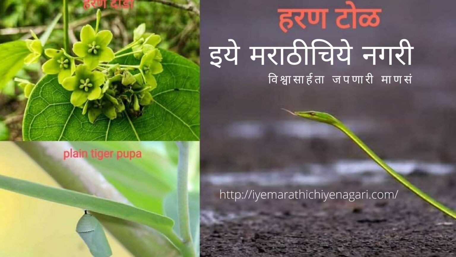Green Colour Navratri Theme by Praitk More