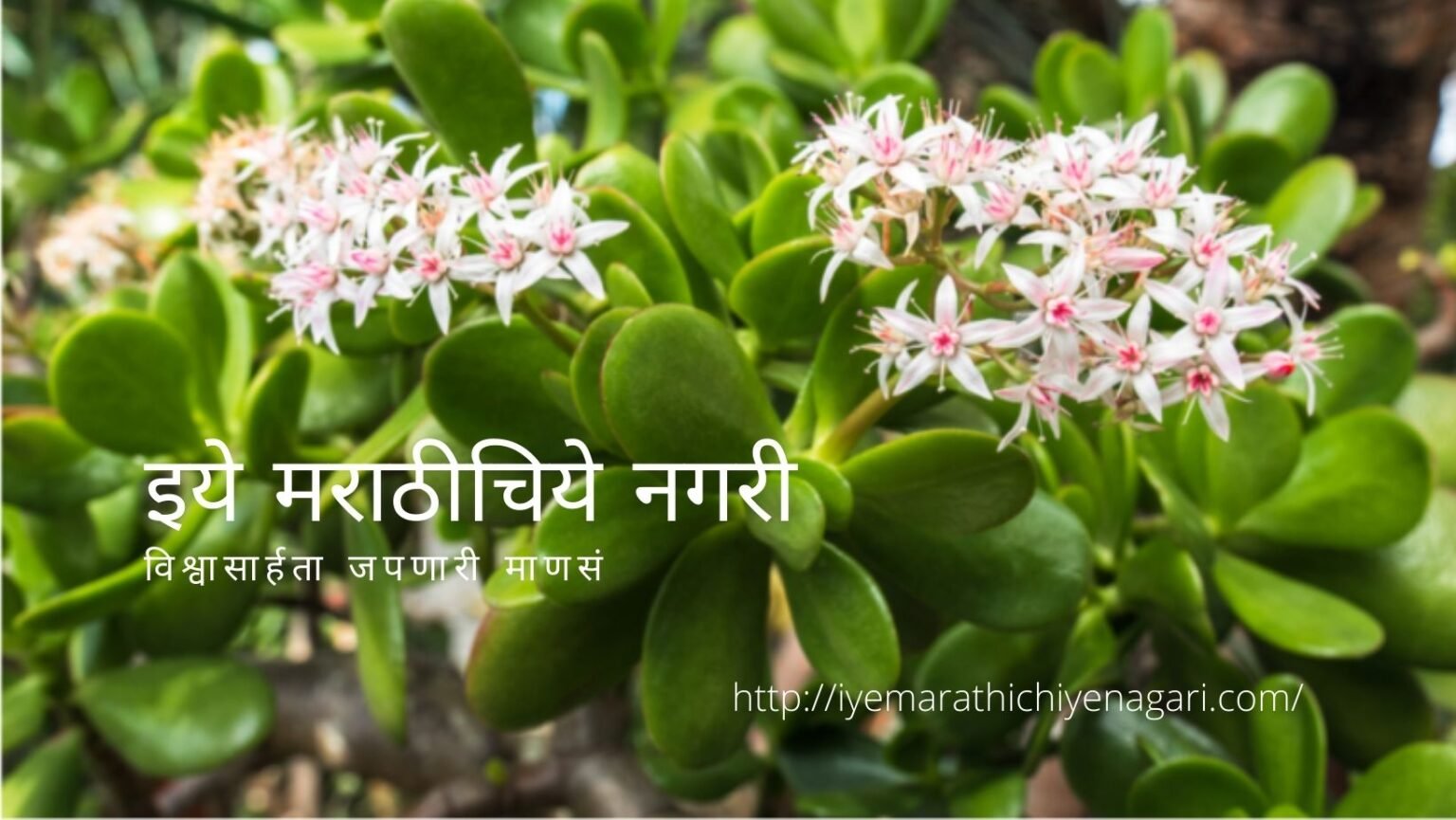Care Tips on Jade Plant Crassula Ovata