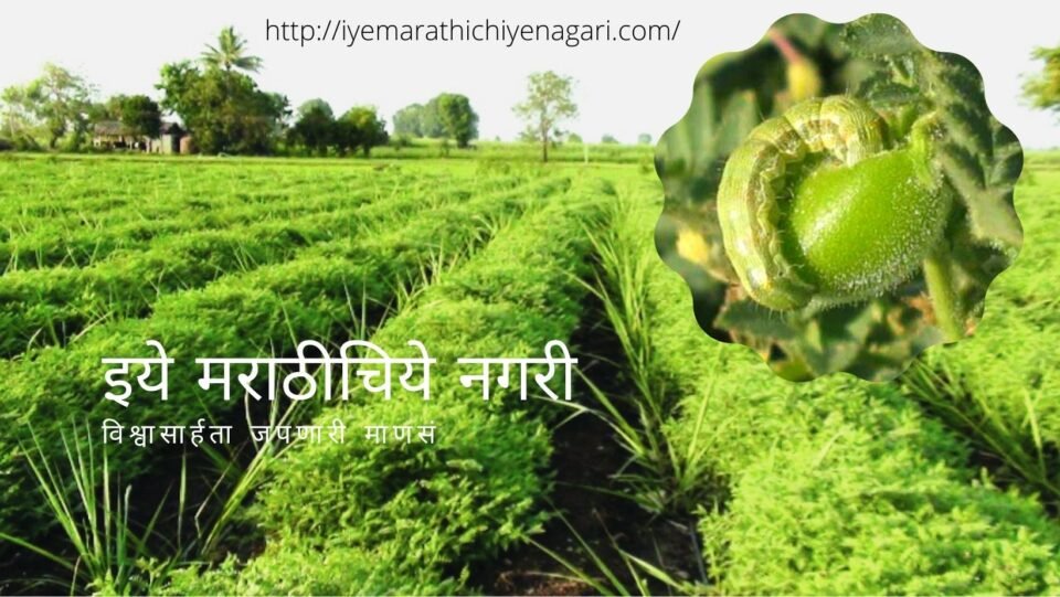 Gram cultivation Technique by Krishna Kale