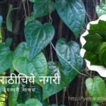 How to Propagate Betel Leaf Plant Tips by Smita Patil