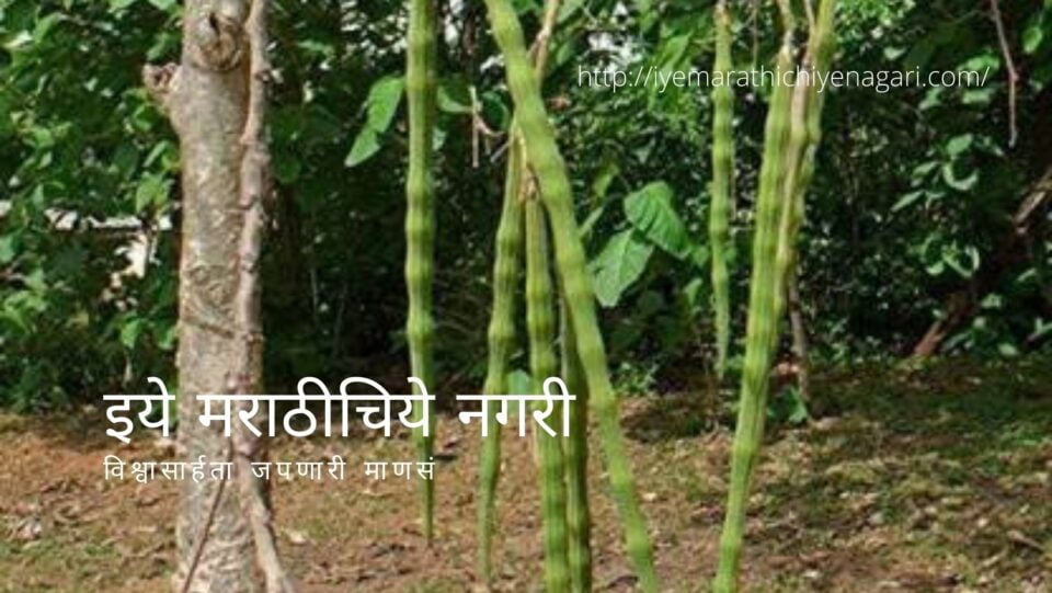 Medicinal Importance and Details about Drumstick article by Dr V N Shinde