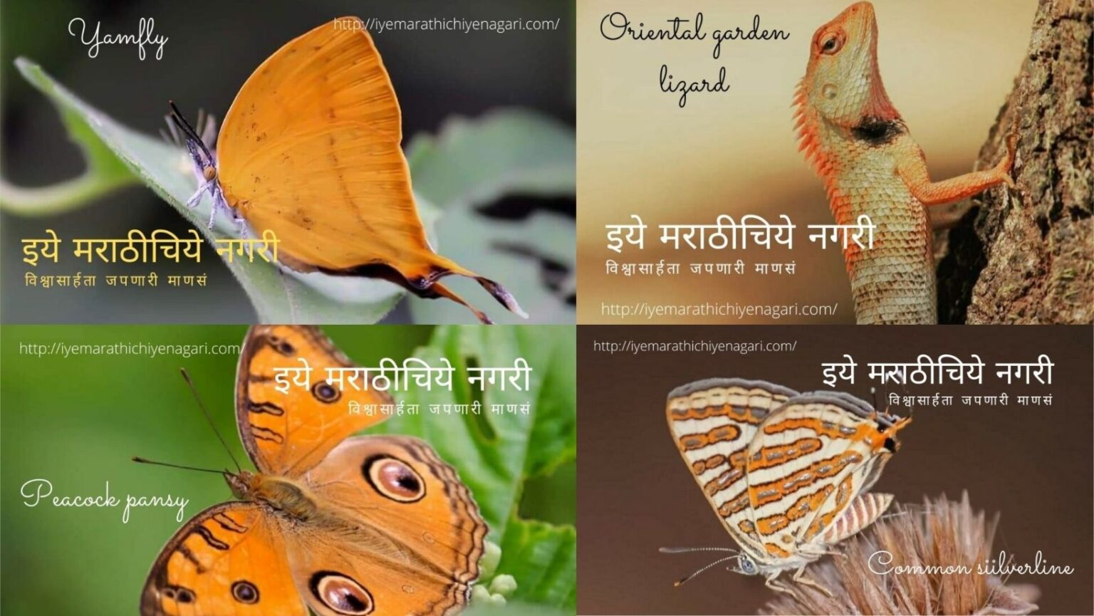 Navratri Theme Biodiversity In Orange Color by Pratik More