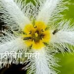 navrati theme by white color by pratik more