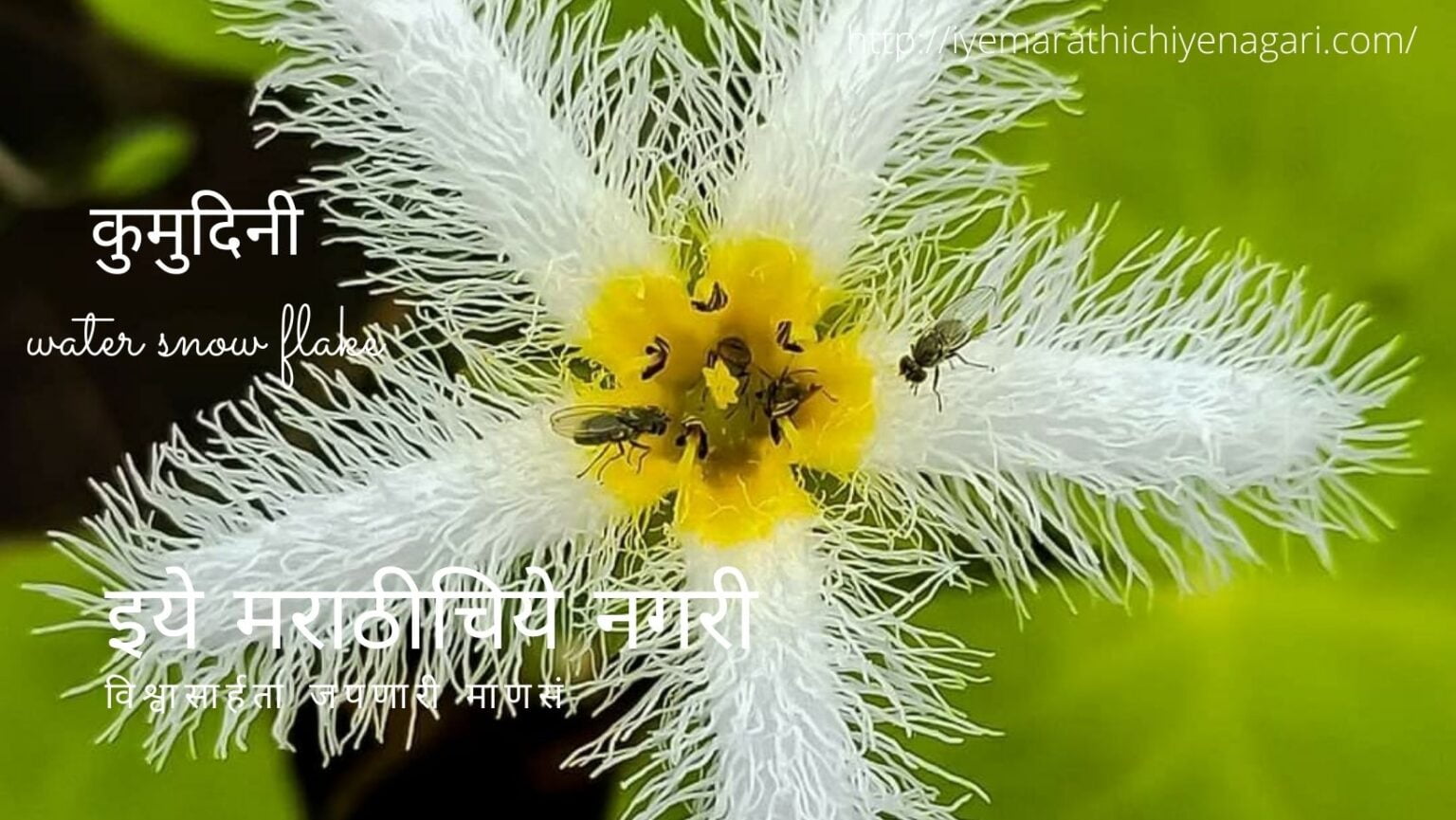 navrati theme by white color by pratik more