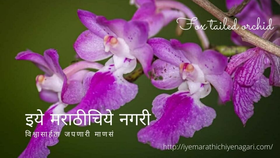 navratri-theme-biodiversity in Pink Colour by Pratik More