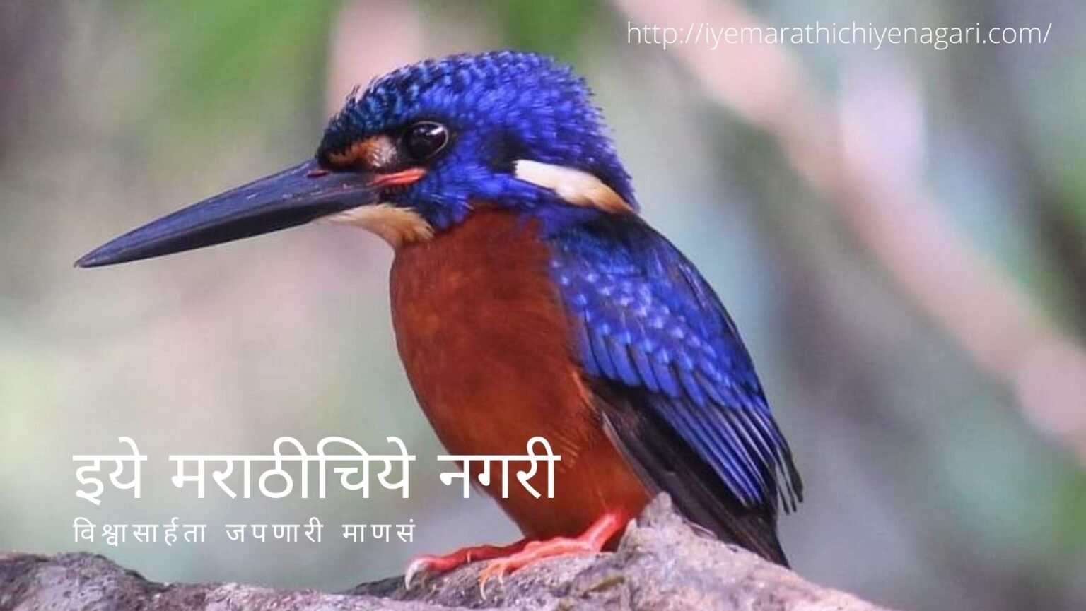 navratri-theme-biodiversity-in-red-color-by-pratik-more