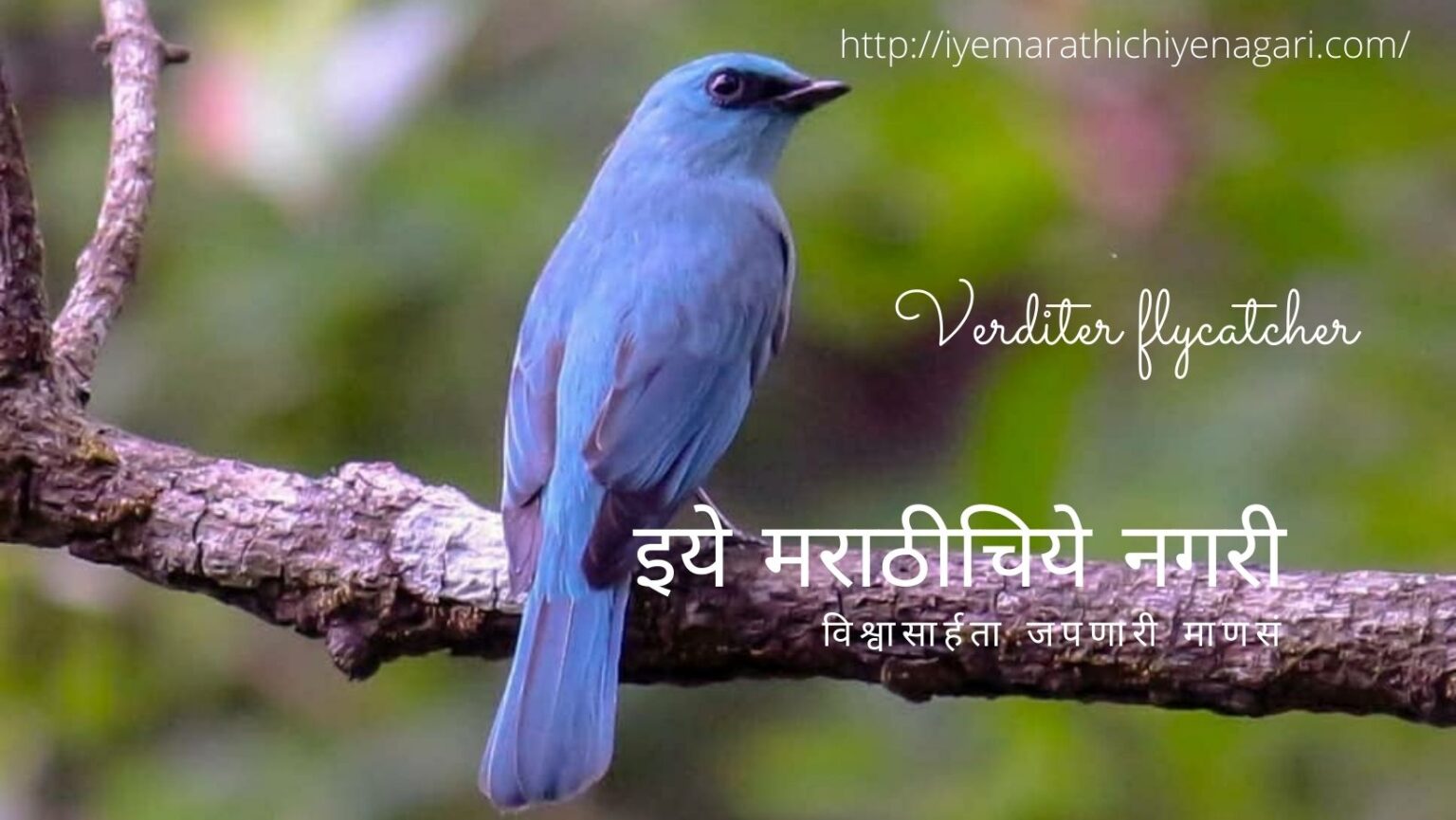 navratri-theme-biodiverstiy in Blue Color by Pratik More
