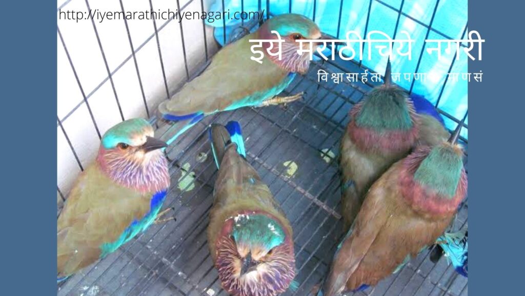 Birdlife in the grip of superstition article by Pratik More