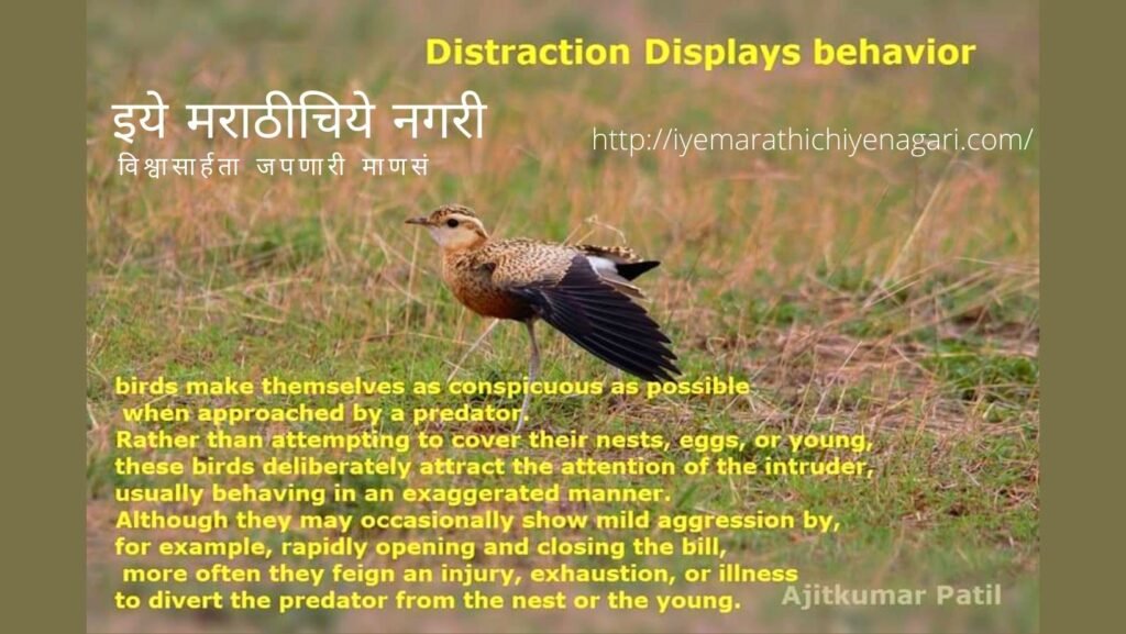 Birds Found In Sangli AIr Broadcast center 