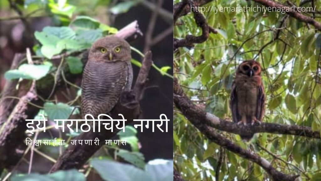 Conservation of Indian eagle owl Needed