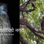 Conservation of Indian eagle owl Needed
