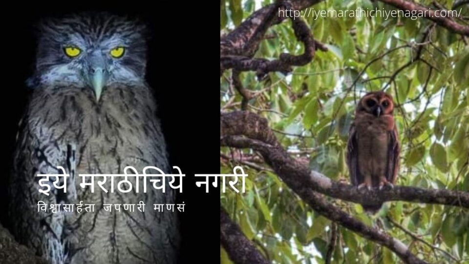 Conservation of Indian eagle owl Needed