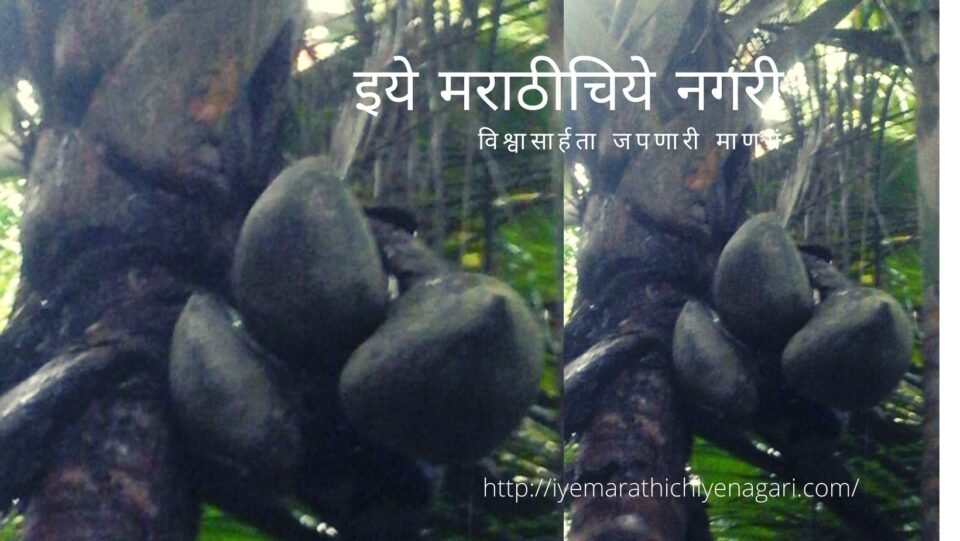 Double Coconut article by Jaiprakash Pradhan