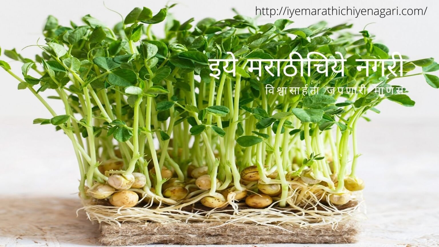 Microgreens least capitalized industry article by Kalpana Yadav