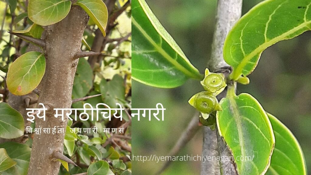 Nagbali fruit tree article by V N Shinde