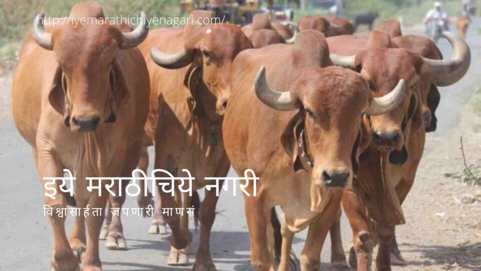 Vasubaras specials article on Dnyneshwari by rajendra Ghorpade