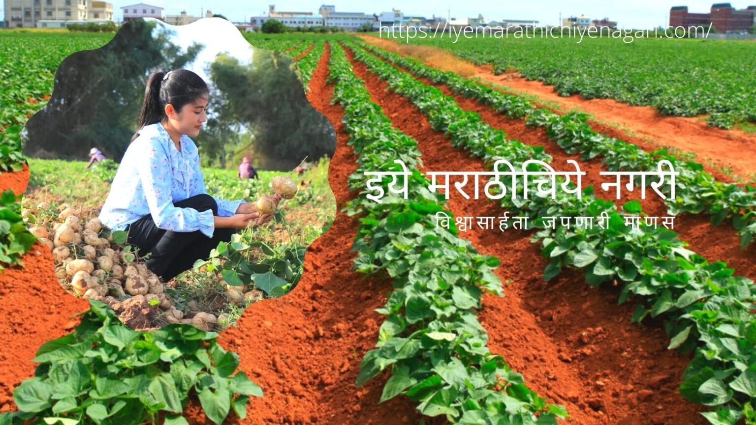 potato-farming-modern-technique
