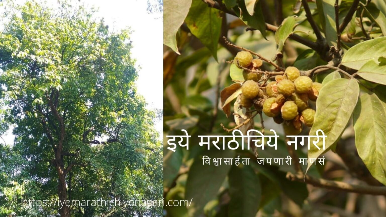 रिठा कोकणात आढळणारे झाड.