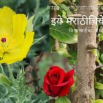 Dr V N Shinde article on Thorn