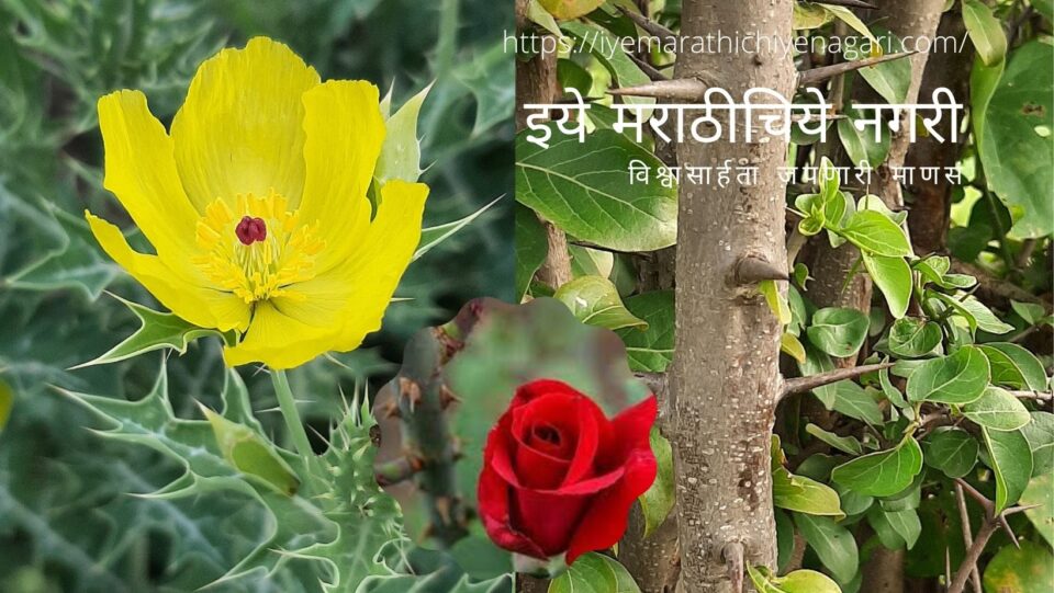 Dr V N Shinde article on Thorn