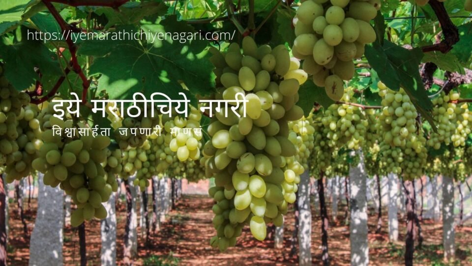 Grape Crop protection from Cold and Cloudy weather