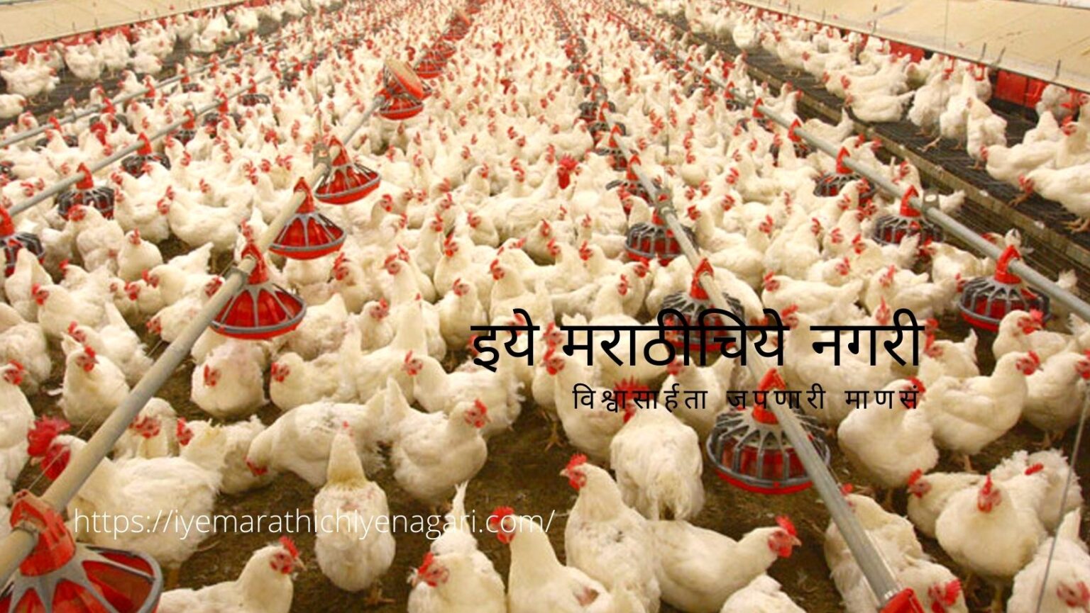 Take care of chickens in the cold article by Krushisampran samuha
