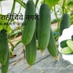 India is the largest exporter of cucumber