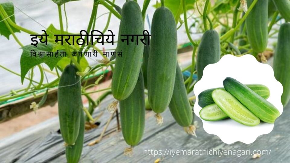 India is the largest exporter of cucumber