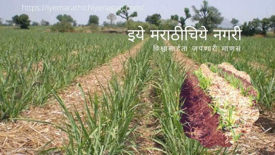 Organic fertilizer from Sugarcane Leaves