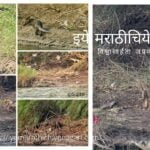 Otter seen on Bank of Krishna River article by Ajitkumar Patil