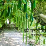 Zhukini Plantation article by Krushisamaprn Group