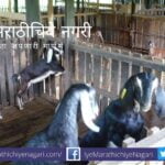 Management in Goat Farming Krushisamarpan article