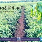 Summer Chilies Plantation article by Krushisamrpan