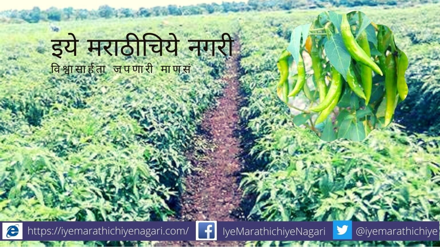 Summer Chilies Plantation article by Krushisamrpan